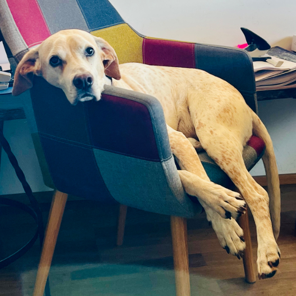 Der brave Bürohund