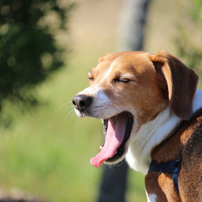 Tut mein Hund genug