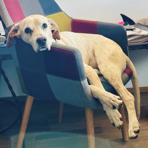Der brave Bürohund Passen wir zusammen?