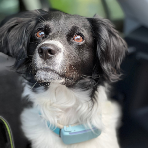 Ein Hund soll ins Haus Stephanie Lang von Langen