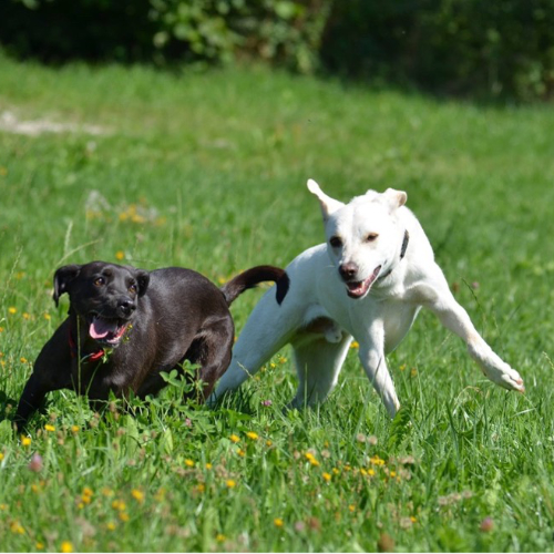 Spiel oder Statusverhalten?