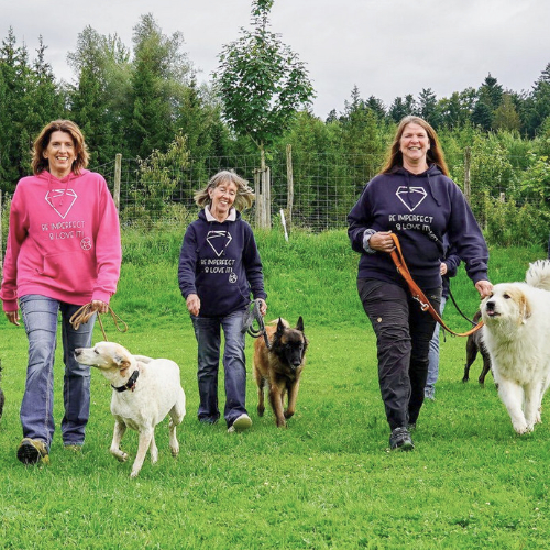 Ausbildung zum Hundetrainer