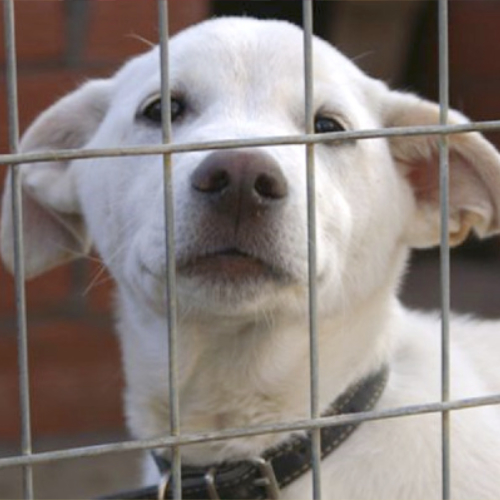 Spiel oder Statusverhalten?