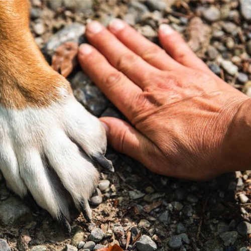 Beziehung und Bindung zwischen Mensch und Hund