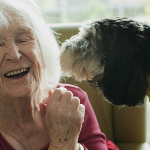 Ausbildung zum Therapiehund-Team - Praxisstunden