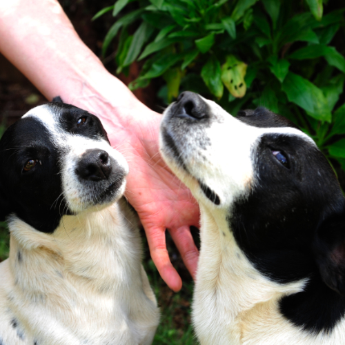 Voraussetzungen des Hundes als Therapiehund-Team